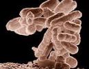 AIB21-22-MPLS-Formations-Les secrets du microbiote