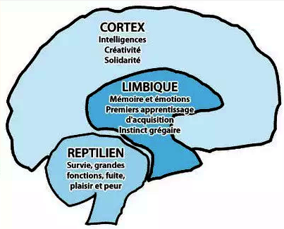 3 zones du cerveau