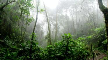 photo de la forêt amazonienne