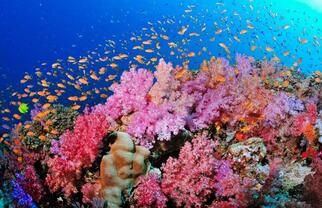 photo-recif-corallien-voie-disparition-17.jpg